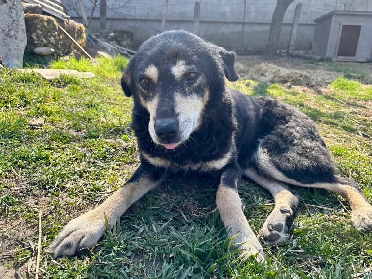 Flower, grau female senior Mixed Breed for adoption at Ein Herz für Streuner e.V., München