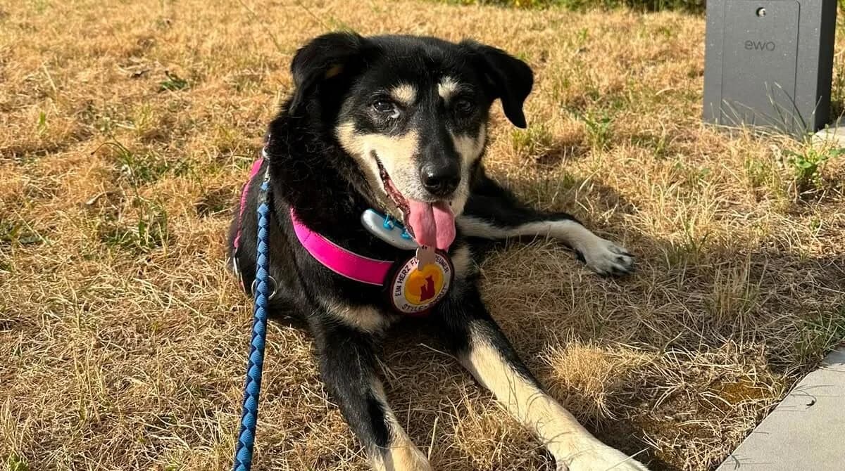 Flower, grau female senior Mixed Breed for adoption at Ein Herz für Streuner e.V., München