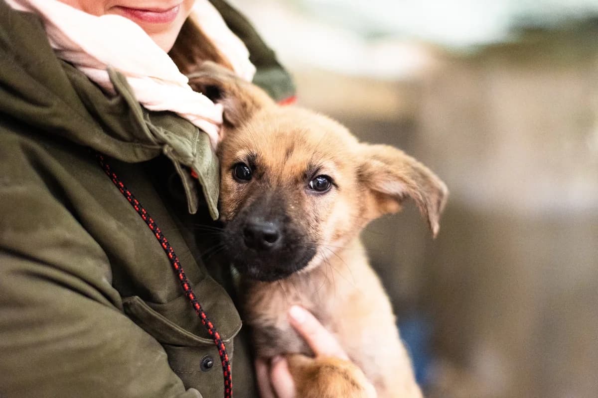 Floyd, hellbraun puppy Mixed Breed for adoption at Ein Herz für Streuner e.V., München