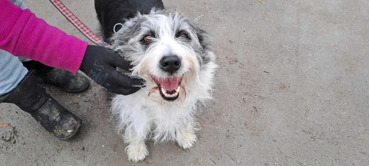 Fluffi, schwarz female senior Mixed Breed for adoption at Ein Herz für Streuner e.V., München