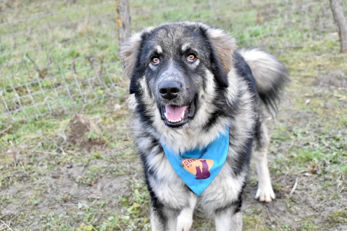 Fluffy, male young Mixed Breed for adoption at Ein Herz für Streuner e.V., München