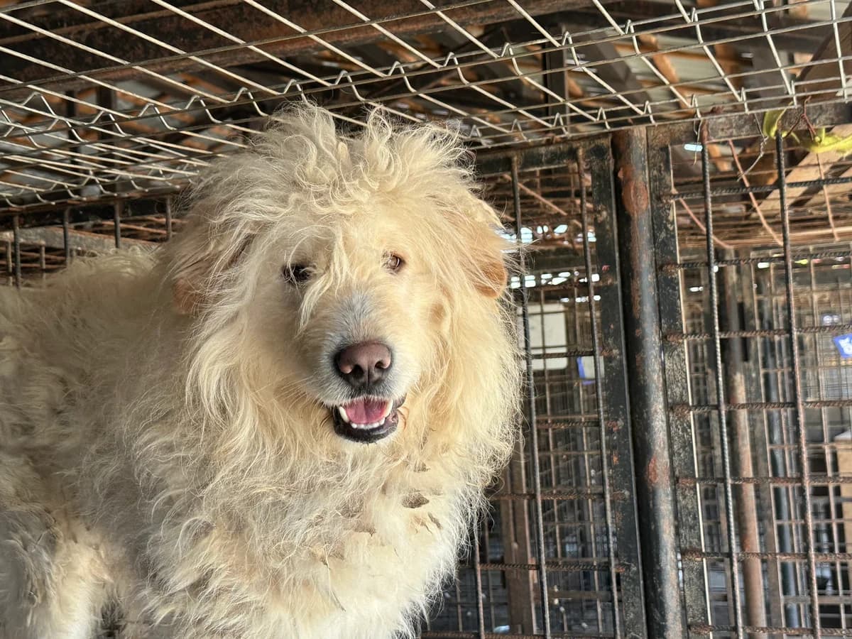 Fluffy, weiß male 5yo Mixed Breed for adoption at Ein Herz für Streuner e.V., München