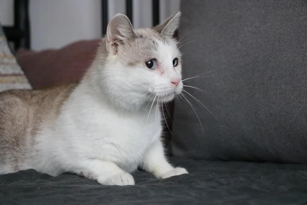 Flummi, female 5yo Mixed Breed for adoption at Ein Herz für Streuner e.V., München
