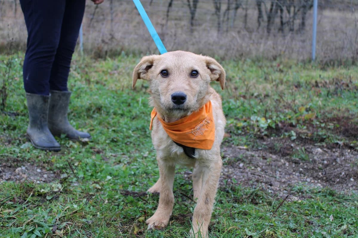 Flummi, male puppy Mixed Breed for adoption at Ein Herz für Streuner e.V., München