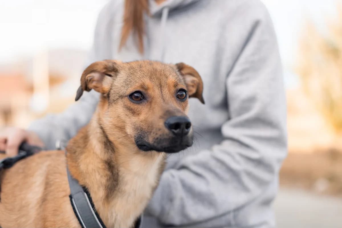 Flummi, female puppy Mixed Breed for adoption at Ein Herz für Streuner e.V., München