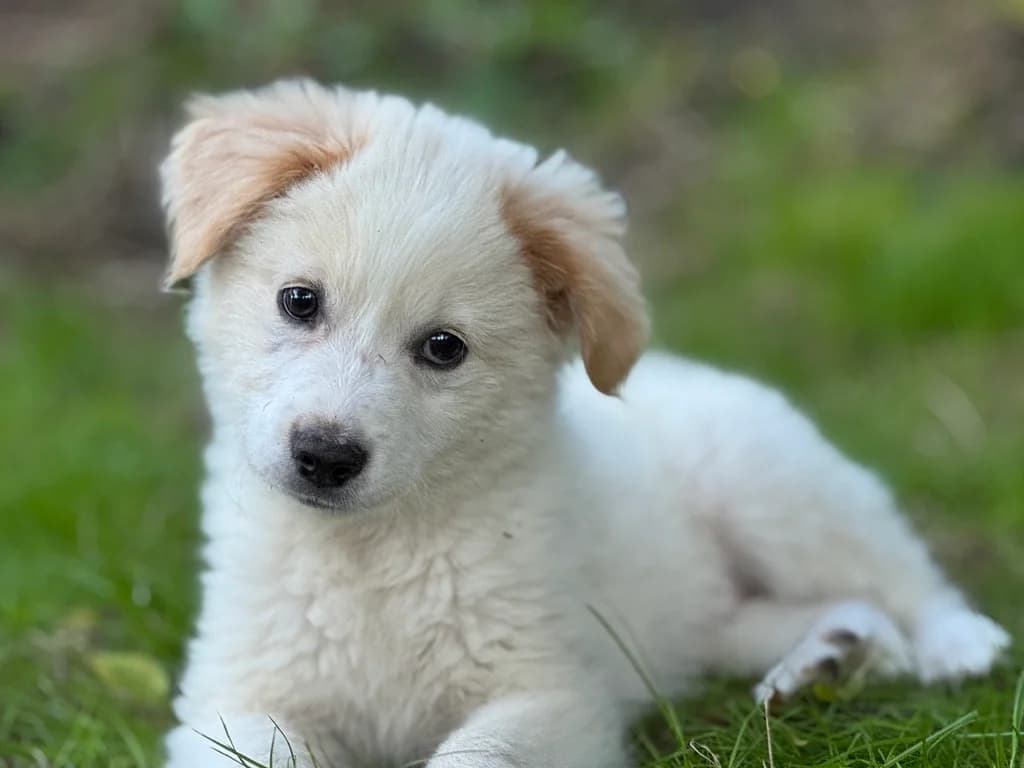 Flummi, male puppy Mixed Breed for adoption at Ein Herz für Streuner e.V., München