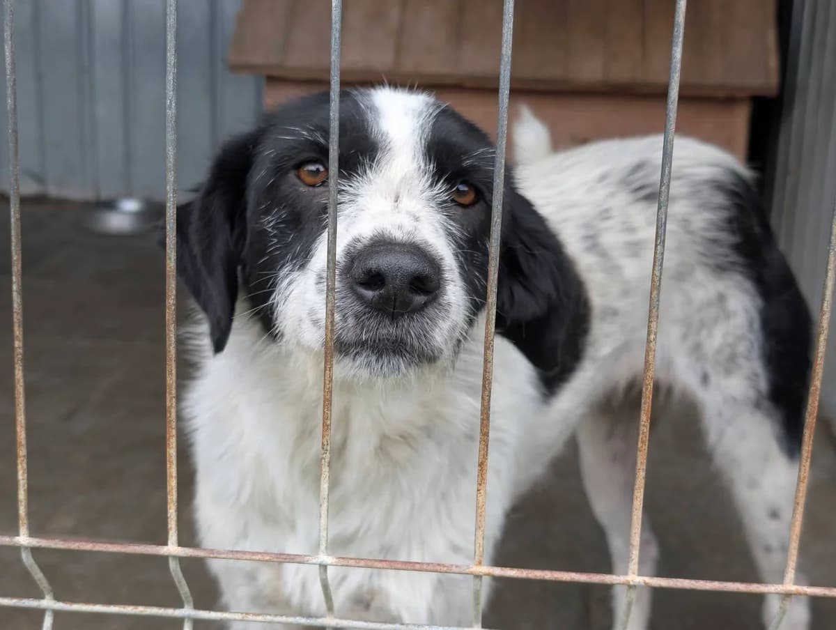 Flurry, female young Mixed Breed for adoption at Ein Herz für Streuner e.V., München