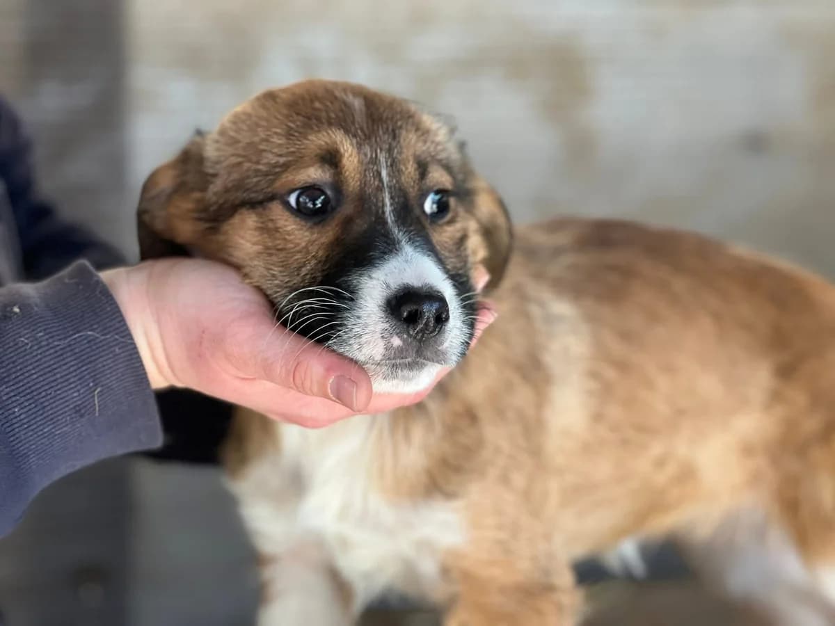 Fluse, female puppy Mixed Breed for adoption at Ein Herz für Streuner e.V., München