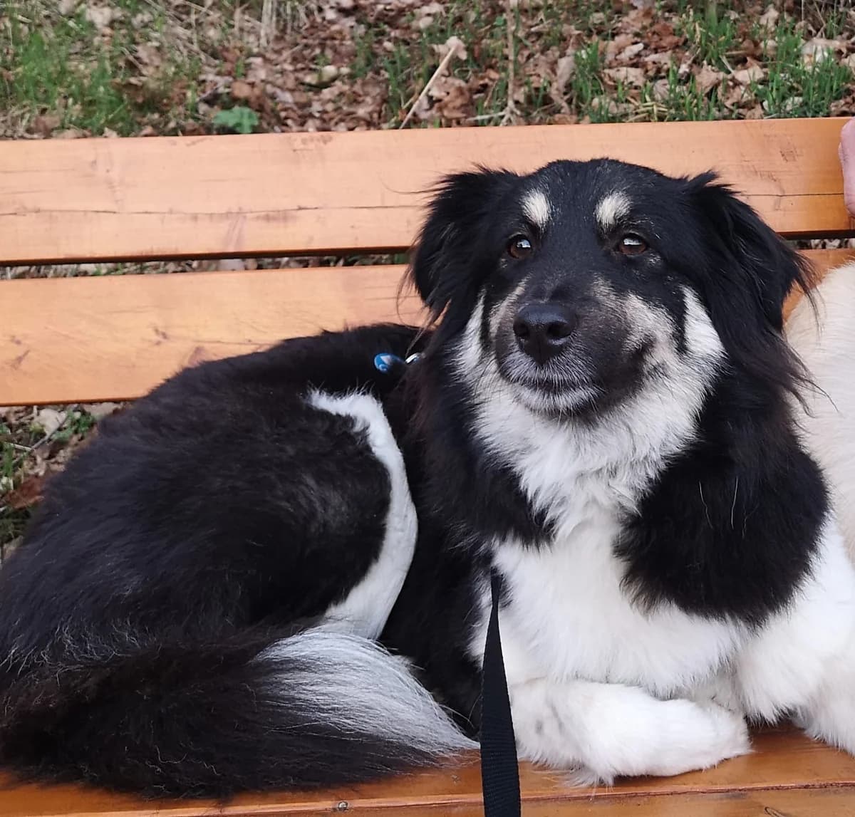 Fluse, female 5yo Mixed Breed for adoption at Ein Herz für Streuner e.V., München
