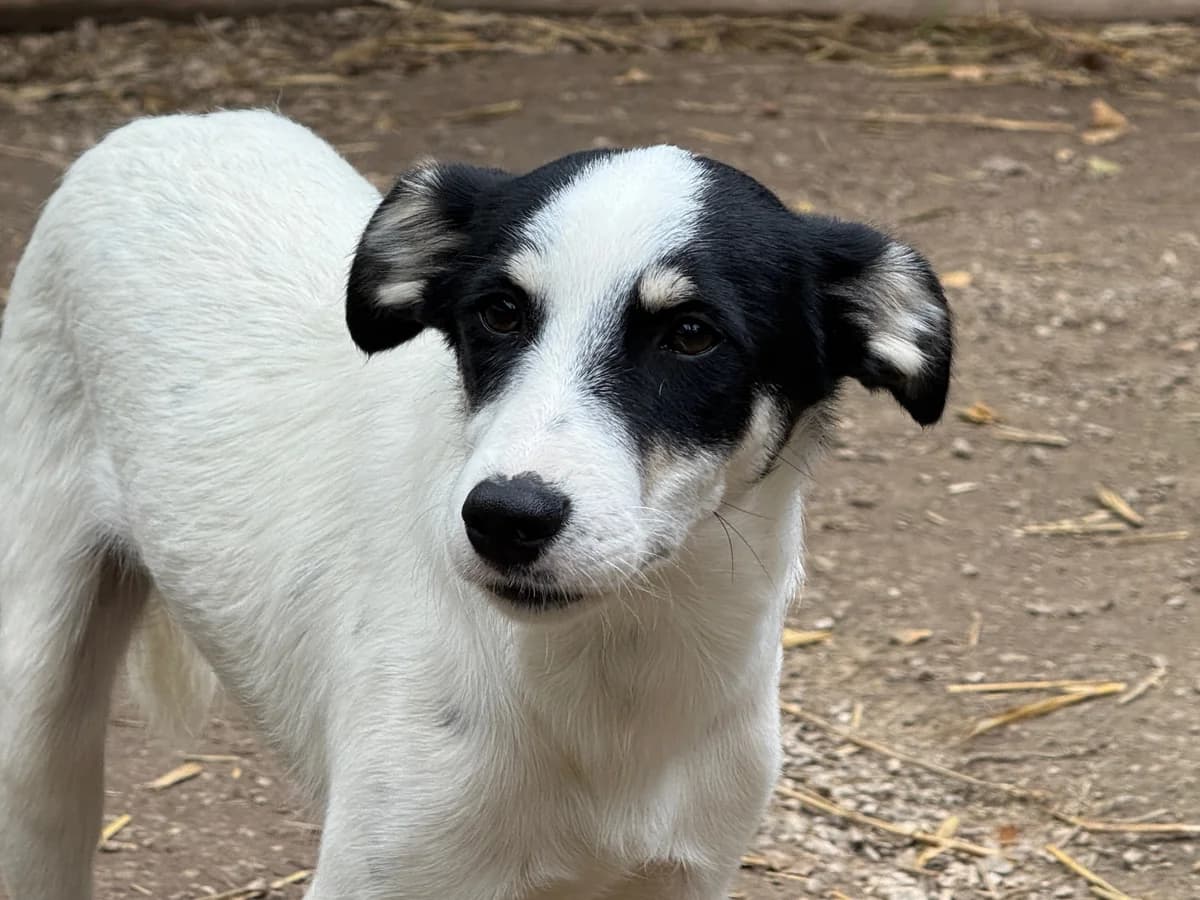 Flush, male puppy Mixed Breed for adoption at Ein Herz für Streuner e.V., München