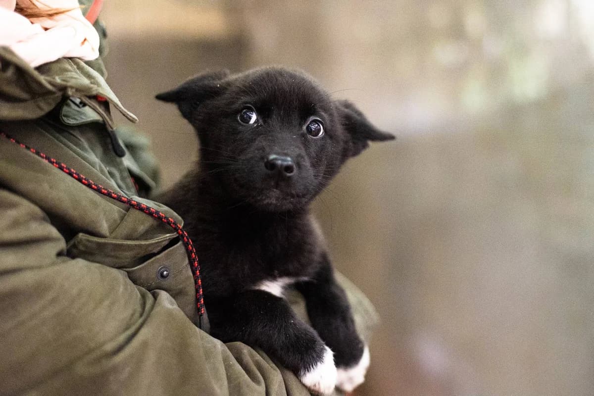 Fly, puppy Mixed Breed for adoption at Ein Herz für Streuner e.V., München