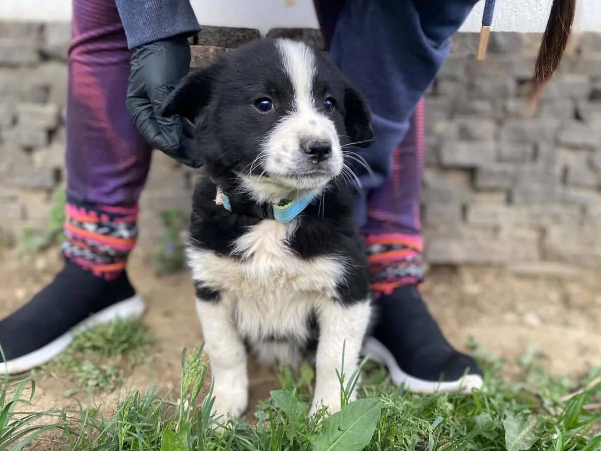 Fly, puppy Mixed Breed for adoption at Ein Herz für Streuner e.V., München