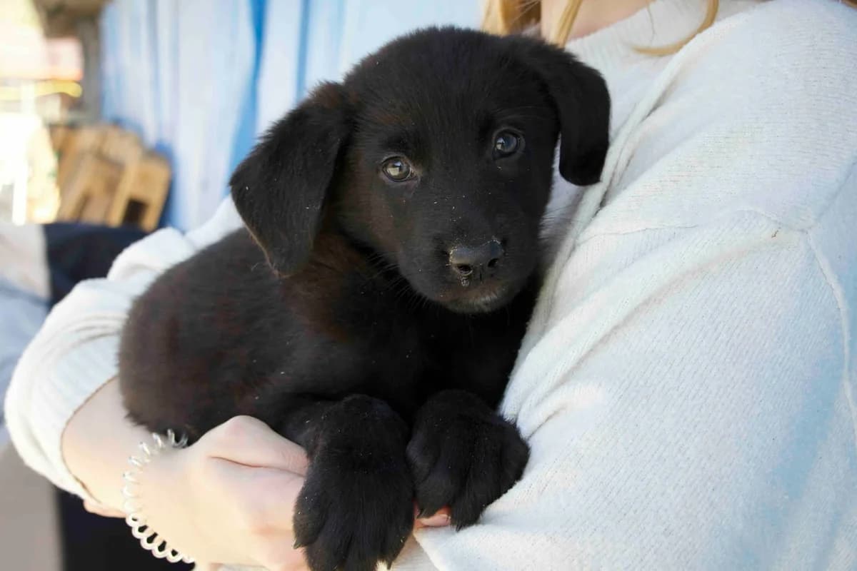 Flynn, male puppy Mixed Breed for adoption at Ein Herz für Streuner e.V., München