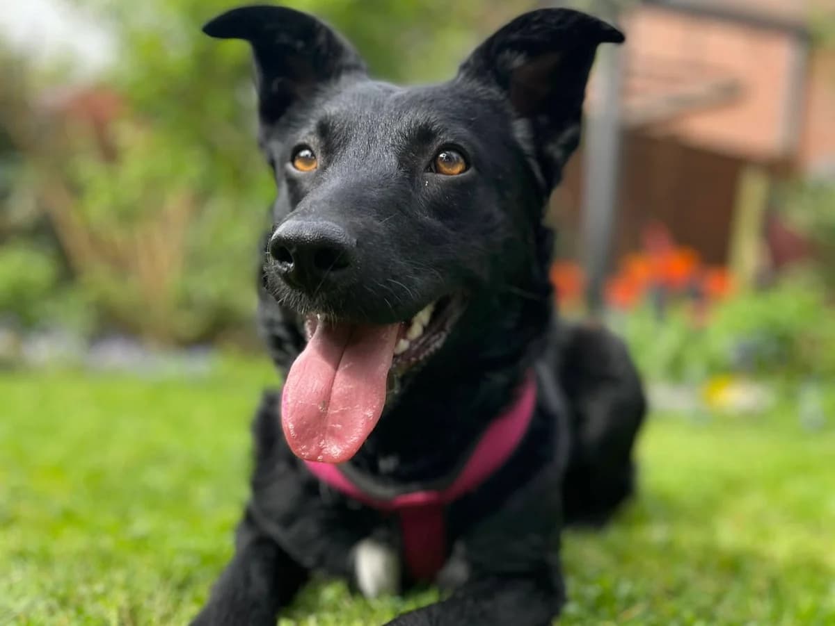 Foki, female young Mixed Breed for adoption at Ein Herz für Streuner e.V., München