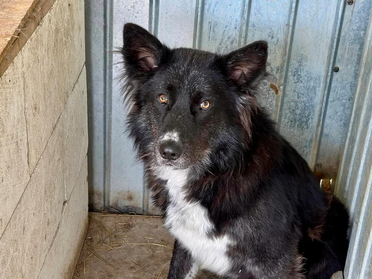 Forrest, male 5yo Mixed Breed for adoption at Ein Herz für Streuner e.V., München