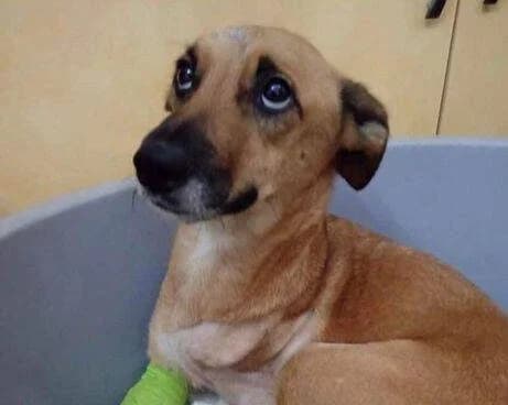 Fortuna, female young Mixed Breed for adoption at Ein Herz für Streuner e.V., München