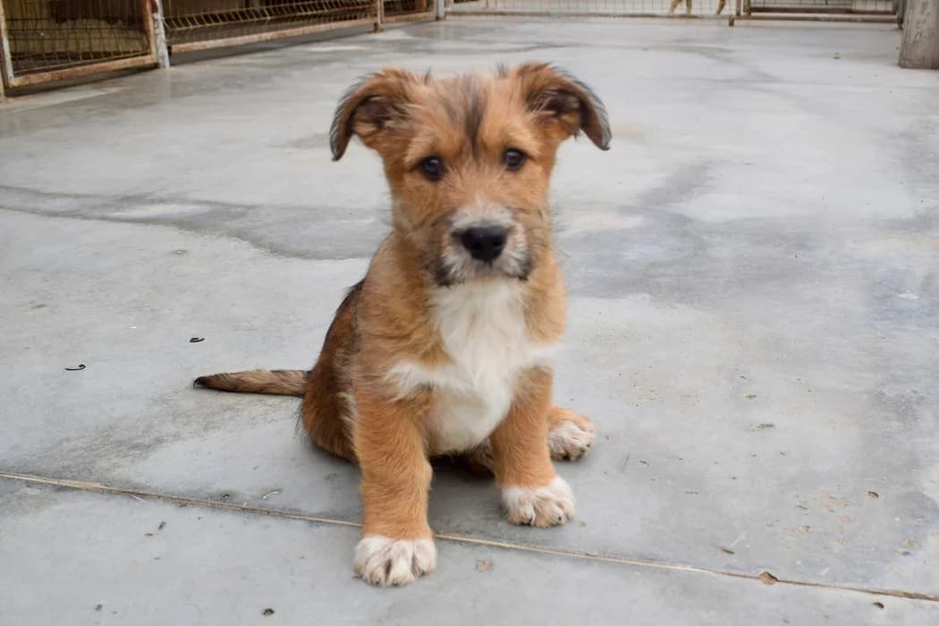 Fox, weiß male puppy Mixed Breed for adoption at Ein Herz für Streuner e.V., München