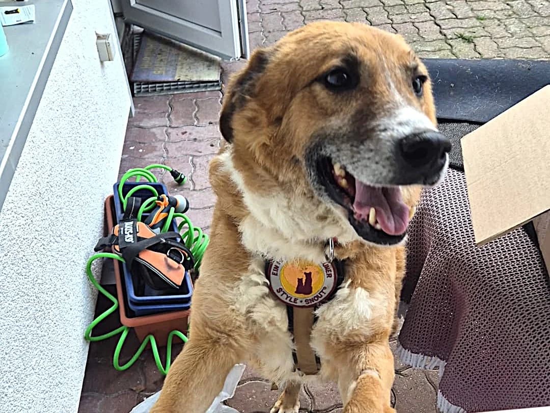 Fox, braun male 7yo Mixed Breed for adoption at Ein Herz für Streuner e.V., München