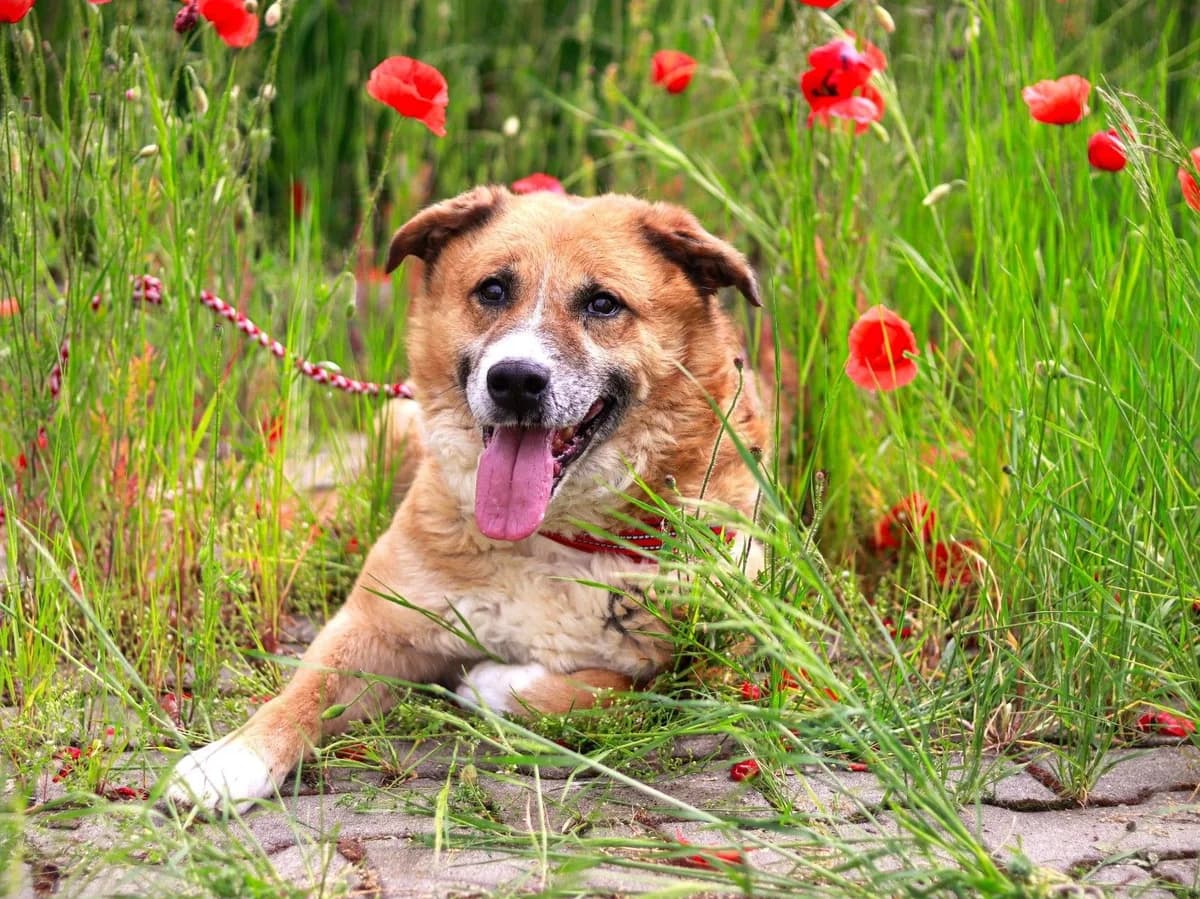 Fox, braun male 7yo Mixed Breed for adoption at Ein Herz für Streuner e.V., München