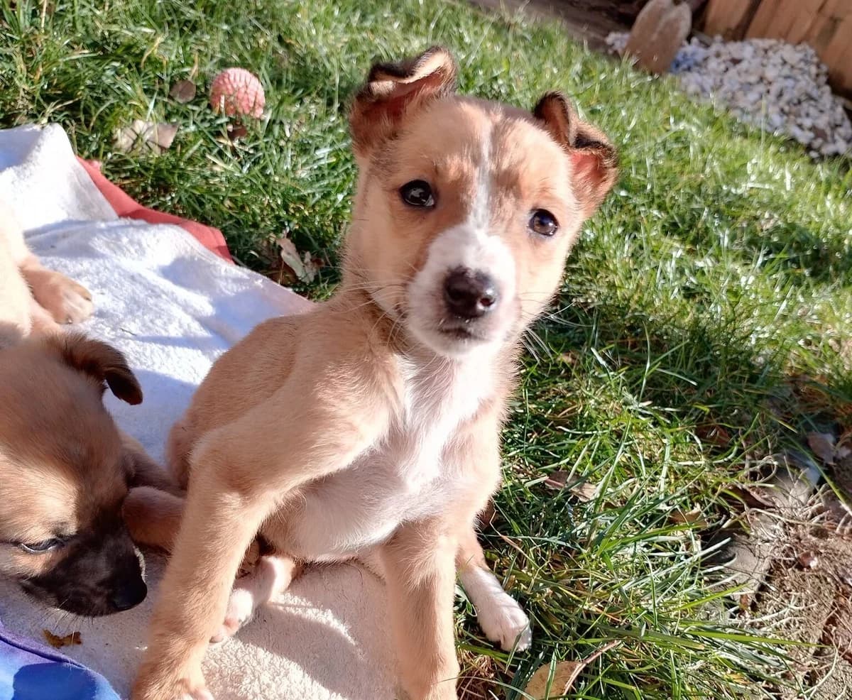 Foxi, female puppy Mixed Breed for adoption at Ein Herz für Streuner e.V., München