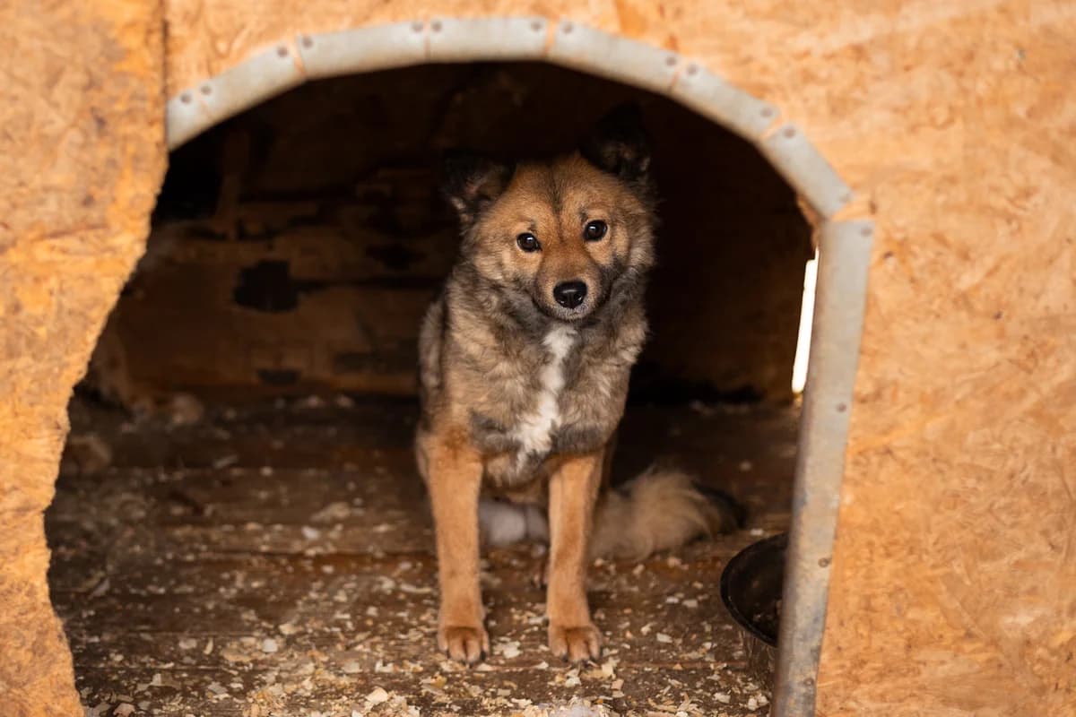 Foxy, female senior Mixed Breed for adoption at Ein Herz für Streuner e.V., München