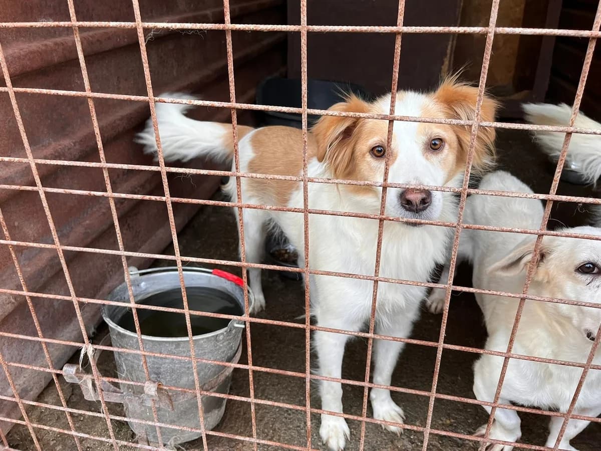 Foxy, weiß female 3yo Mixed Breed for adoption at Ein Herz für Streuner e.V., München