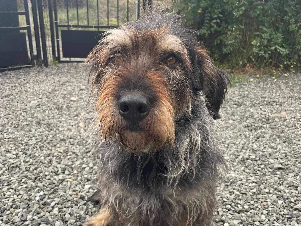 Fr. Schneider, female 5yo Mixed Breed for adoption at Ein Herz für Streuner e.V., München