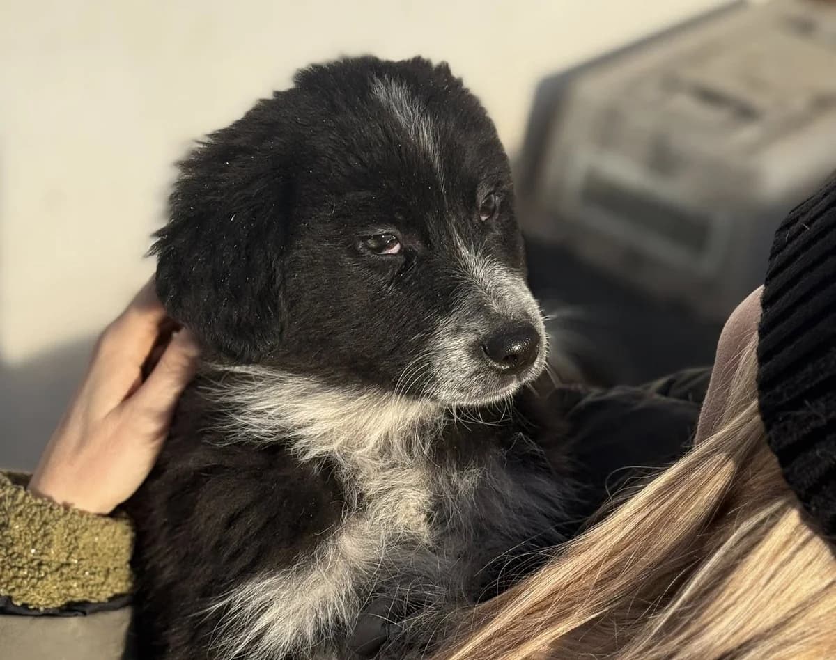 FrÄUlein Menke, female puppy Mixed Breed for adoption at Ein Herz für Streuner e.V., München