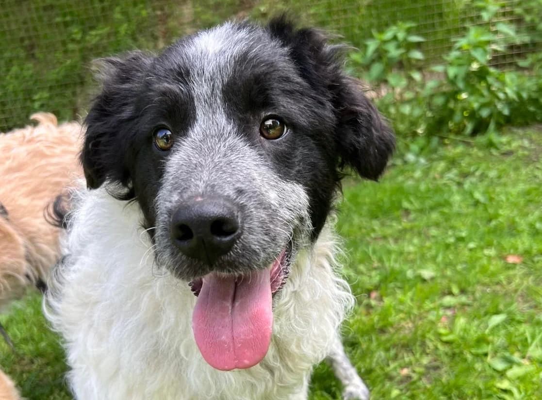 Fraggle, weiß male puppy Mixed Breed for adoption at Ein Herz für Streuner e.V., München