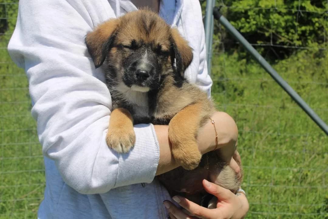 Franjo, male puppy Mixed Breed for adoption at Ein Herz für Streuner e.V., München