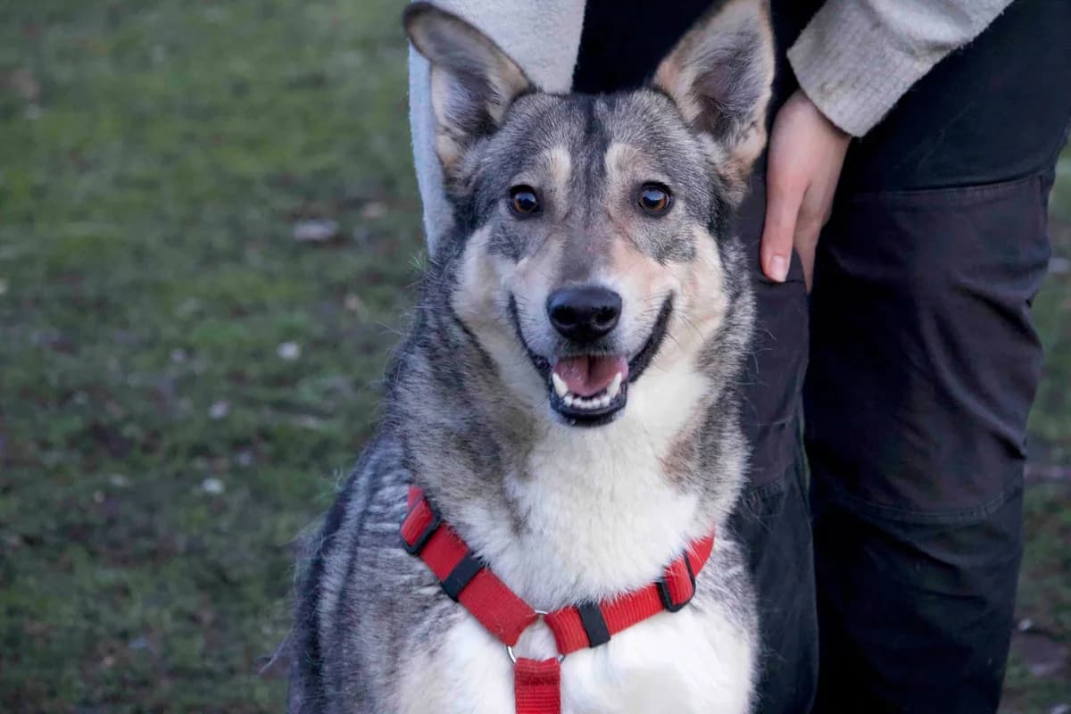 Franka, female 5yo Mixed Breed for adoption at Ein Herz für Streuner e.V., München