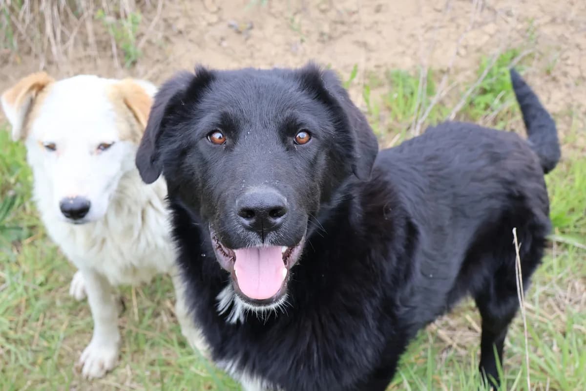 Frankie, weiß male 5yo Mixed Breed for adoption at Ein Herz für Streuner e.V., München