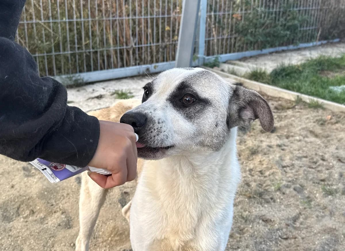 Frankie, male 5yo Mixed Breed for adoption at Ein Herz für Streuner e.V., München