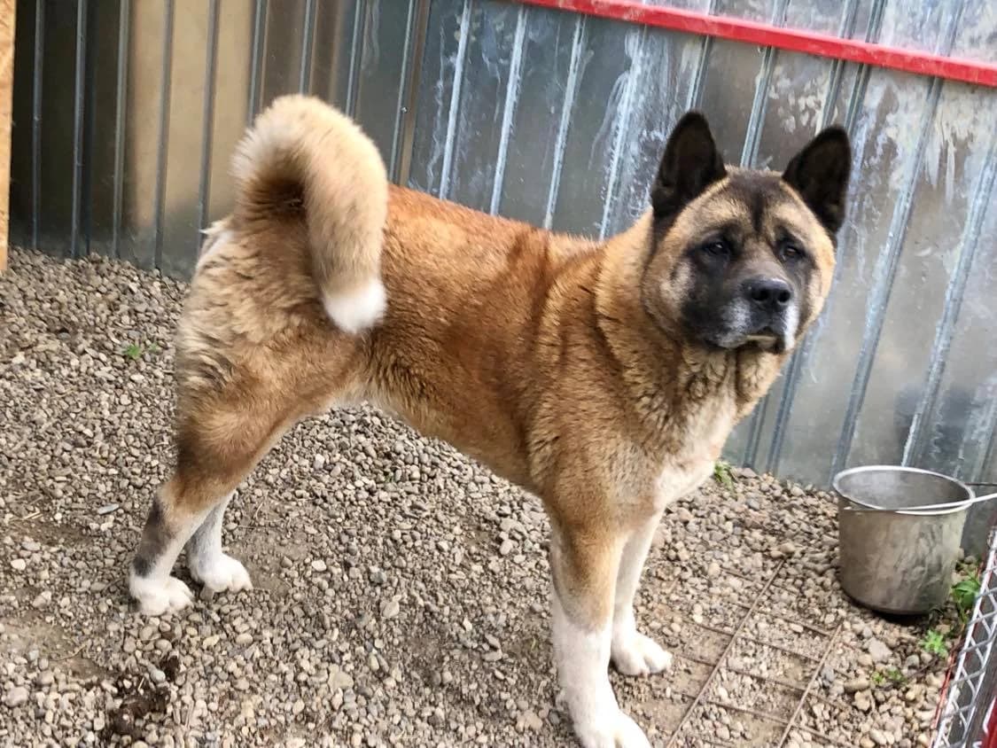 Franky, male 6yo Mixed Breed for adoption at Ein Herz für Streuner e.V., München