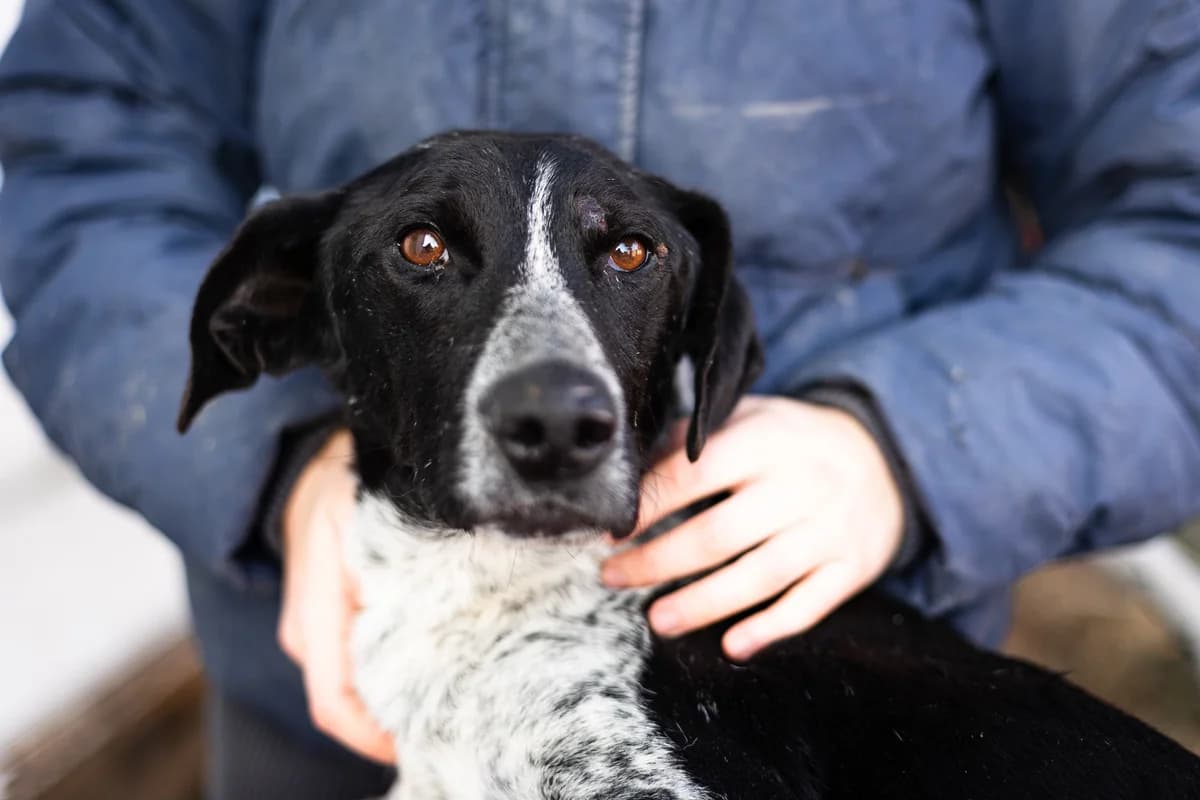 Franz, schwarz male 6yo Mixed Breed for adoption at Ein Herz für Streuner e.V., München