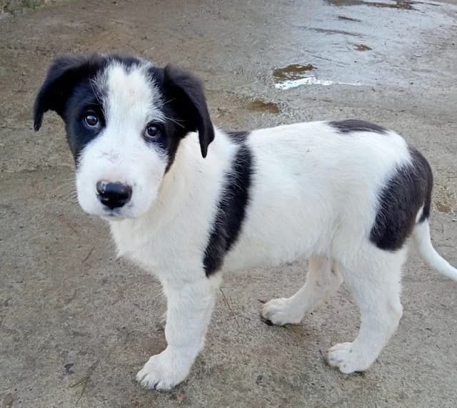 Franz, weiß male puppy Mixed Breed for adoption at Ein Herz für Streuner e.V., München