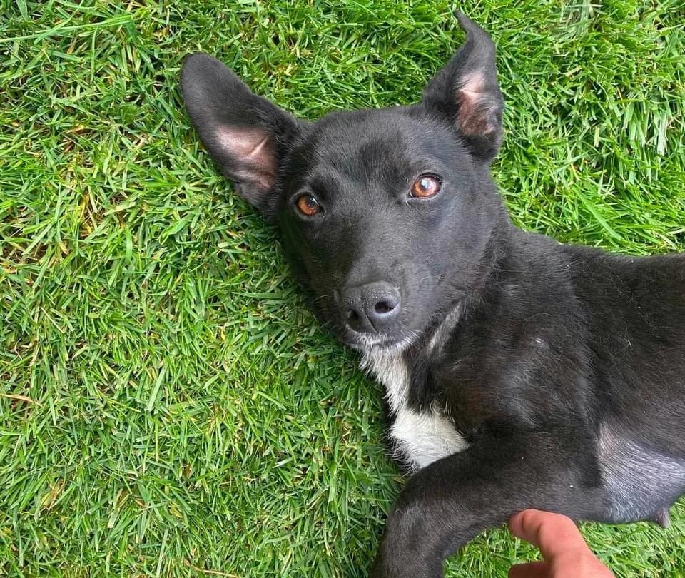 Franzi, female 3yo Mixed Breed for adoption at Ein Herz für Streuner e.V., München