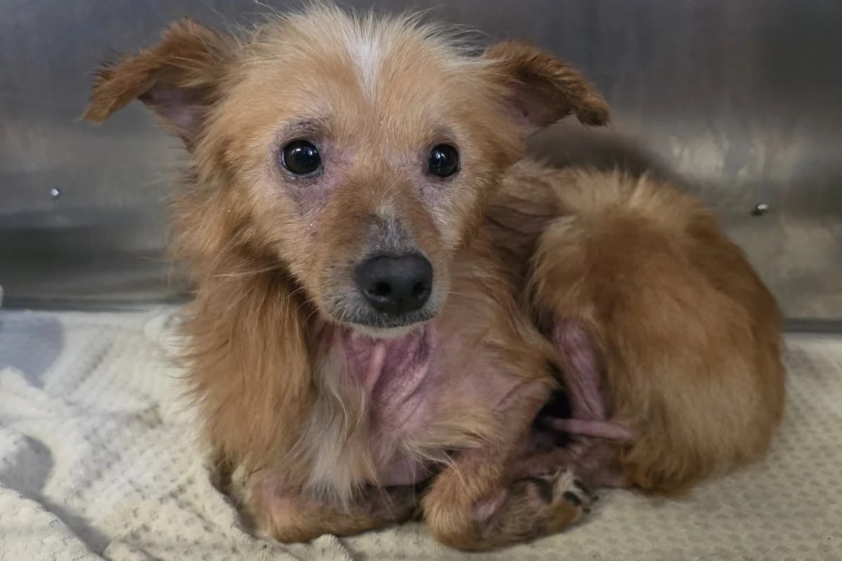 Frau Smilla, female 5yo Mixed Breed for adoption at Ein Herz für Streuner e.V., München