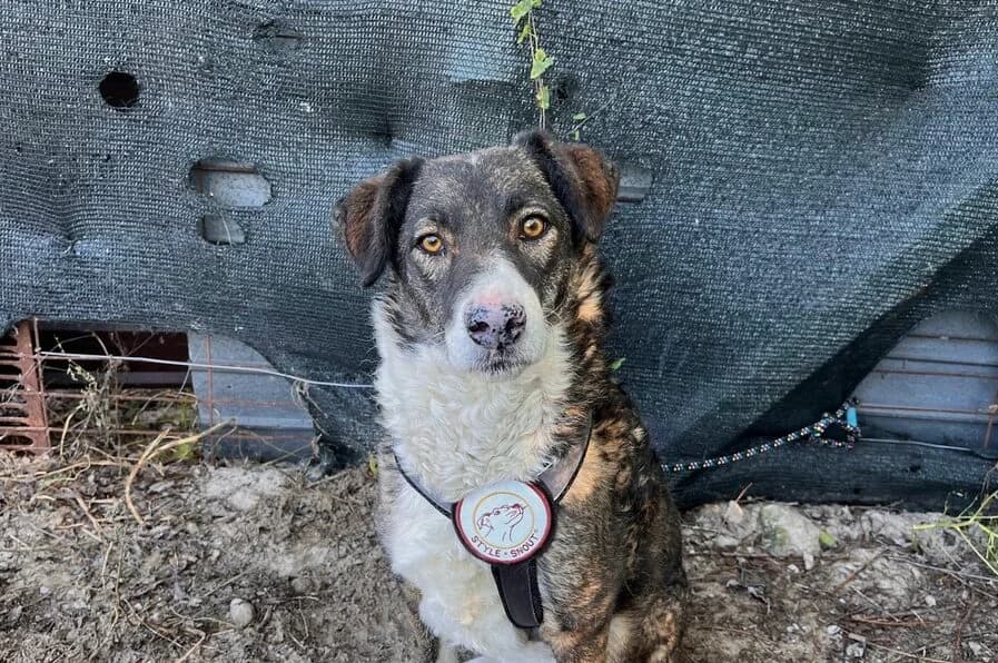 Freckles, female 6yo Mixed Breed for adoption at Ein Herz für Streuner e.V., München