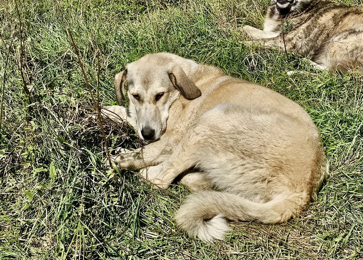 Fred, male young Mixed Breed for adoption at Ein Herz für Streuner e.V., München