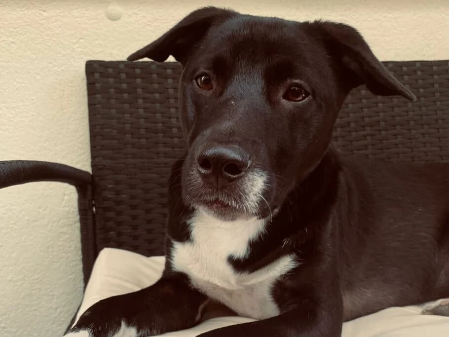 Freddi, male 5yo Mixed Breed for adoption at Ein Herz für Streuner e.V., München