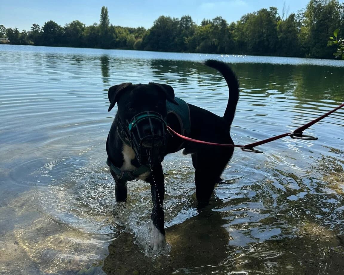 Freddi, male 3yo Mixed Breed for adoption at Ein Herz für Streuner e.V., München