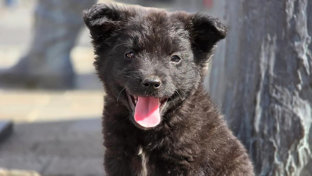 Freddie, weiß male puppy Mixed Breed for adoption at Ein Herz für Streuner e.V., München