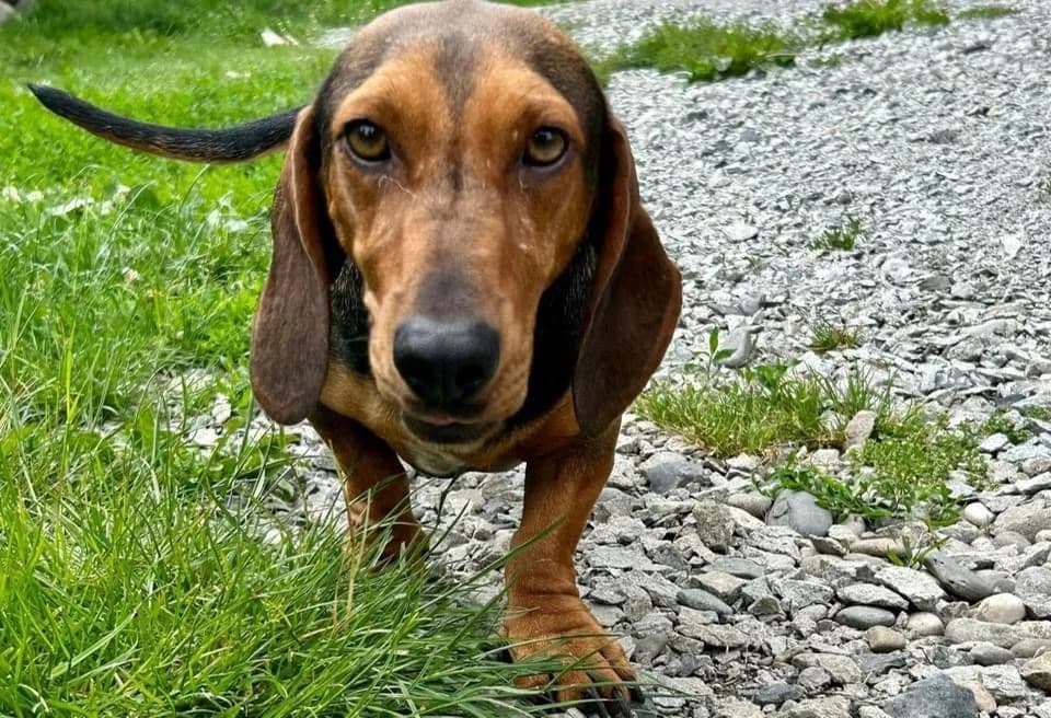 Freddy, male young Mixed Breed for adoption at Ein Herz für Streuner e.V., München