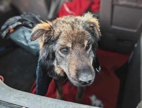 Freddy, schwarz Mixed Breed for adoption at Ein Herz für Streuner e.V., München