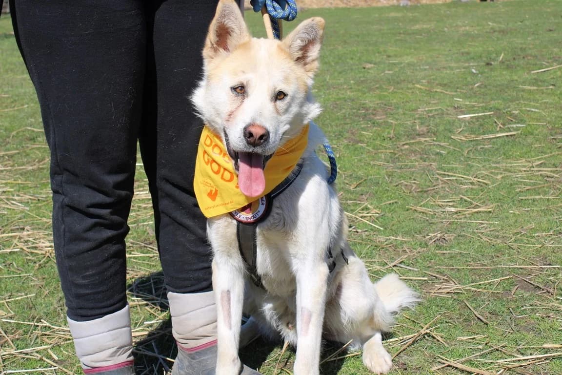 Frederik, male 4yo Mixed Breed for adoption at Ein Herz für Streuner e.V., München