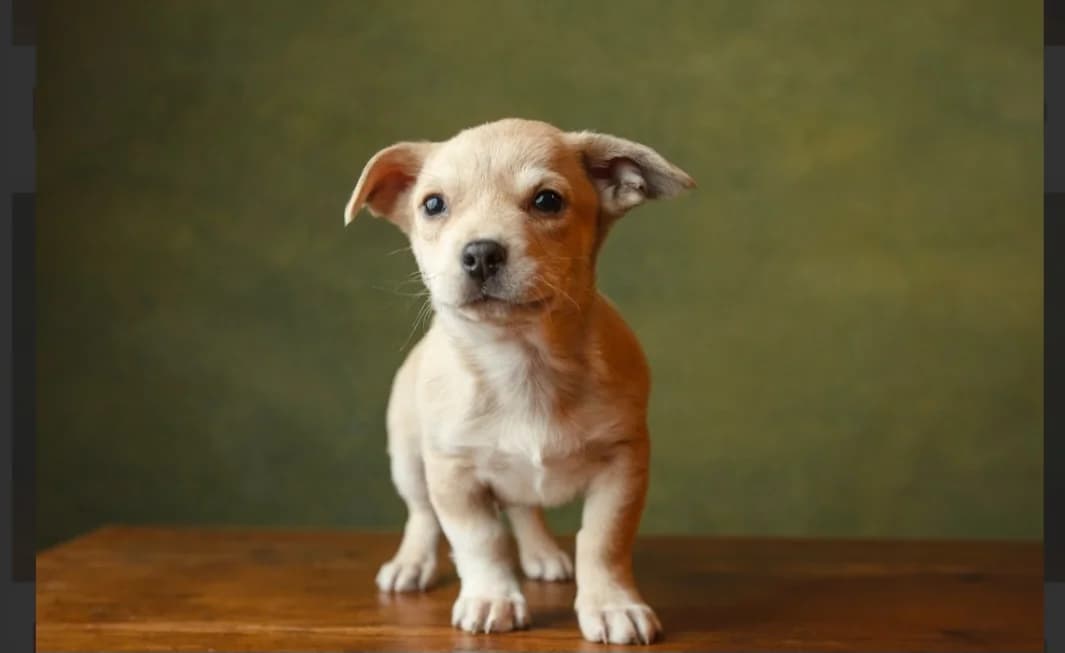Fredi, male puppy Mixed Breed for adoption at Ein Herz für Streuner e.V., München