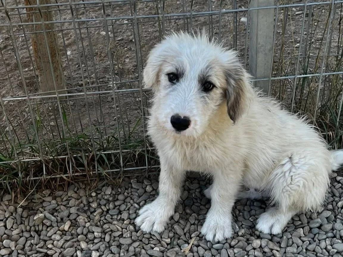 Fredi, puppy Mixed Breed for adoption at Ein Herz für Streuner e.V., München