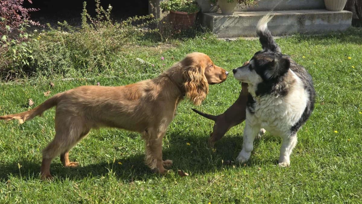 Fredl, young Mixed Breed for adoption at Ein Herz für Streuner e.V., München