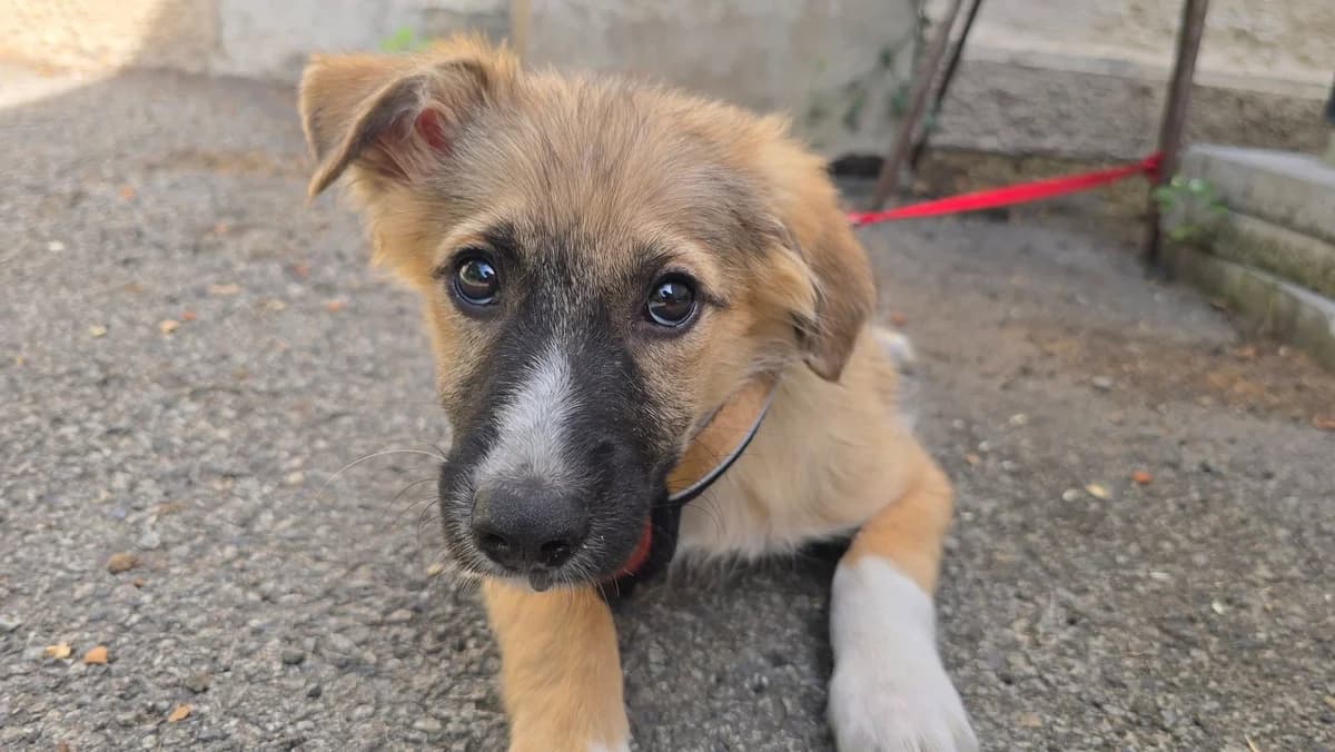 Fredo, weiß male puppy Mixed Breed for adoption at Ein Herz für Streuner e.V., München